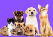 What Does Pet Pals Do?