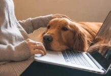 Southern Oregon dog training service options for real dog progress