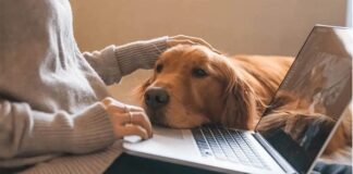 Southern Oregon dog training service options for real dog progress